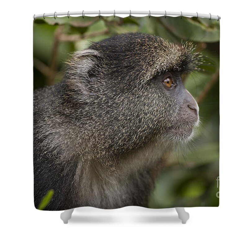 Blue Shower Curtain featuring the photograph Blue monkey Cercopithecus mitis #1 by Eyal Bartov