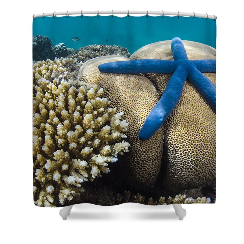 Pete Oxford Shower Curtain featuring the photograph Blue Sea Star On Coral Reef Fiji by Pete Oxford