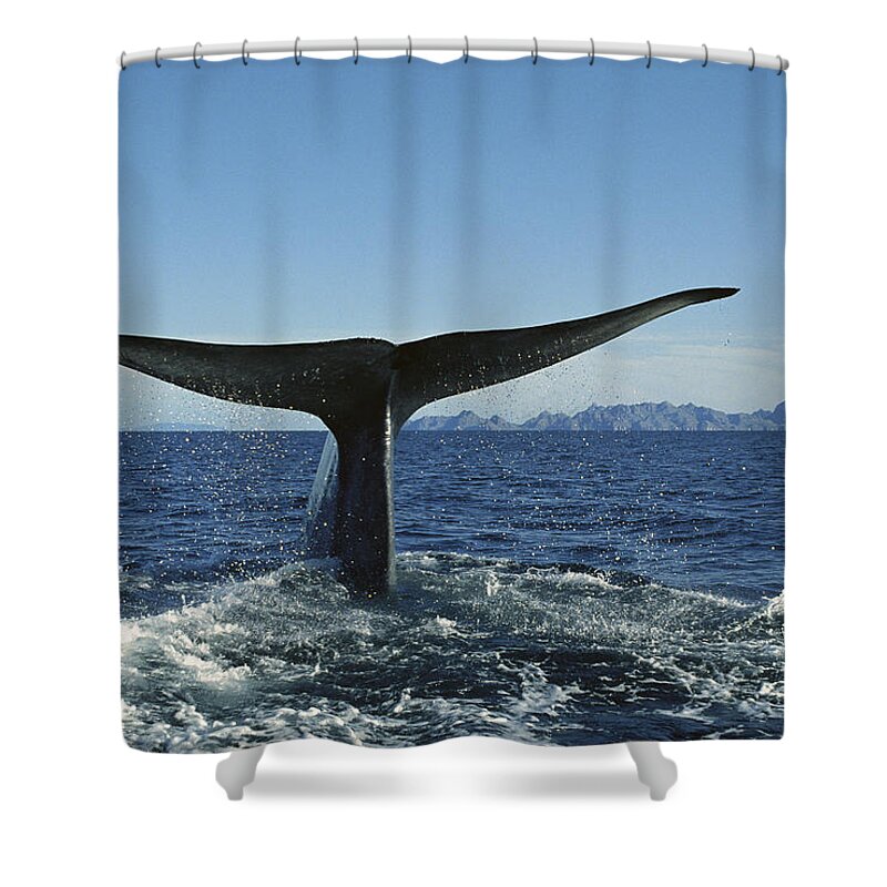 Feb0514 Shower Curtain featuring the photograph Blue Whale Raising Fluke Sea Of Cortez #1 by Tui De Roy