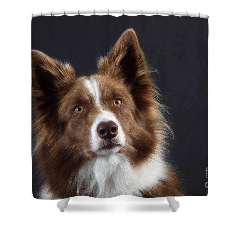 Border Collie Shower Curtain featuring the photograph Border Collie Dog #1 by Christine Steimer