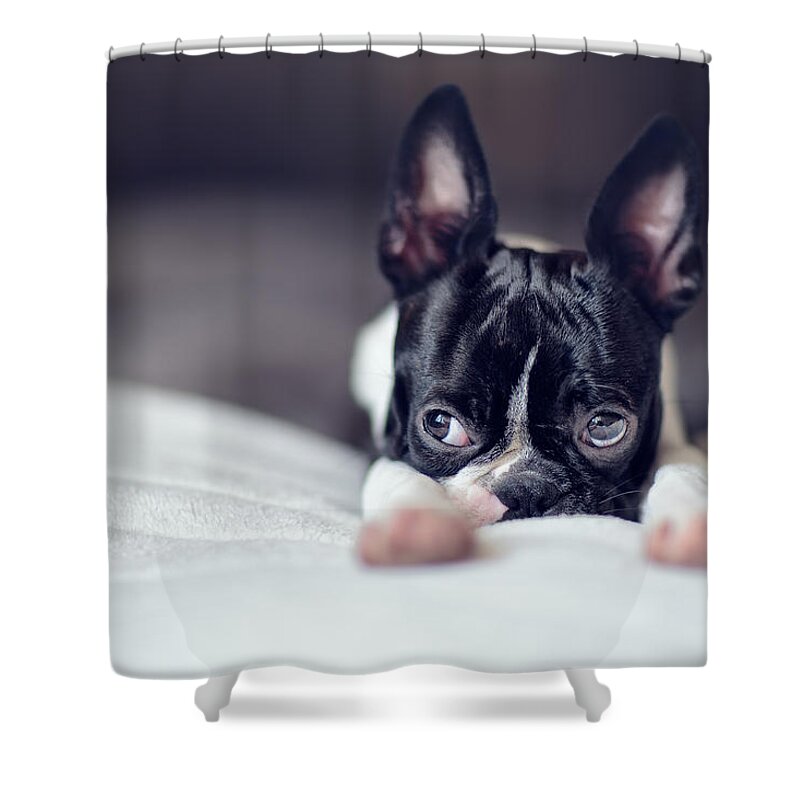 Cute Shower Curtain featuring the photograph Boston Terrier Puppy #2 by Nailia Schwarz