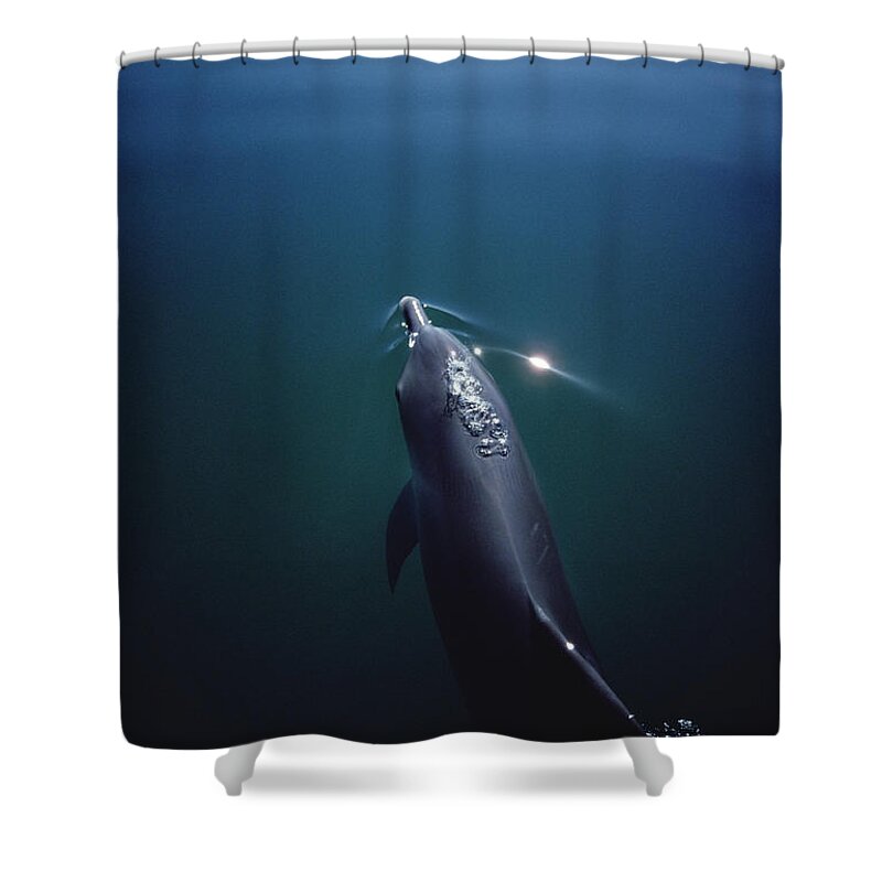Feb0514 Shower Curtain featuring the photograph Bottlenose Dolphin Surfacing Australia #1 by Flip Nicklin