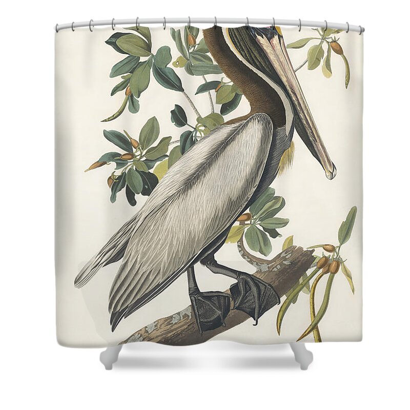 Natural Shower Curtain featuring the painting Brown Pelican #3 by Celestial Images