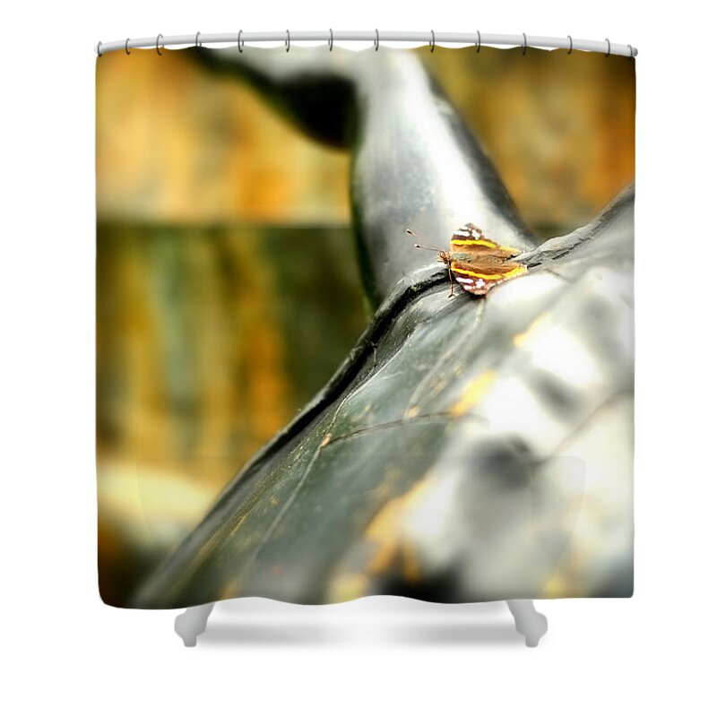 Butterfly Shower Curtain featuring the photograph Butterfly #1 by Klm Studioline