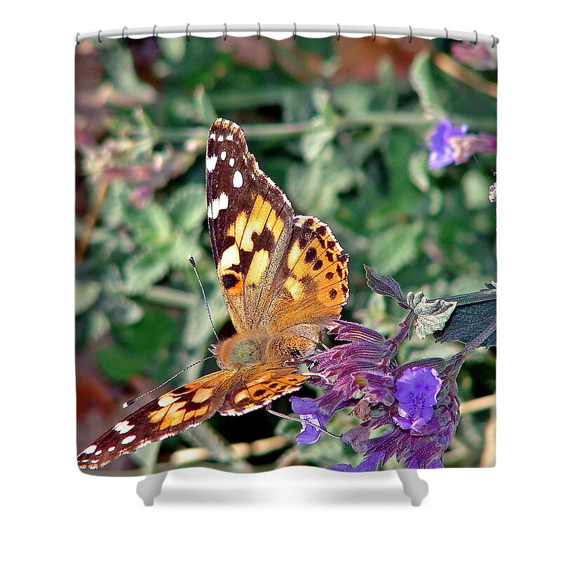 Butterfly Shower Curtain featuring the photograph Butterfly #1 by Cassie Peters