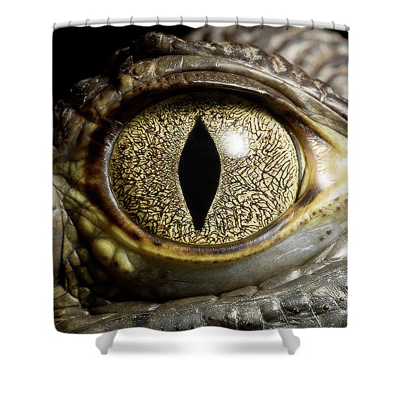 Eyesight Shower Curtain featuring the photograph Caiman Crocodiles Eye, Close Up by Jonathan Knowles