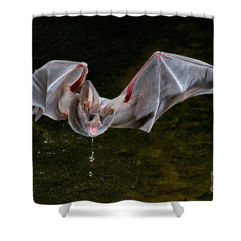 Animal Shower Curtain featuring the photograph California Leaf-nosed Bat #1 by Anthony Mercieca