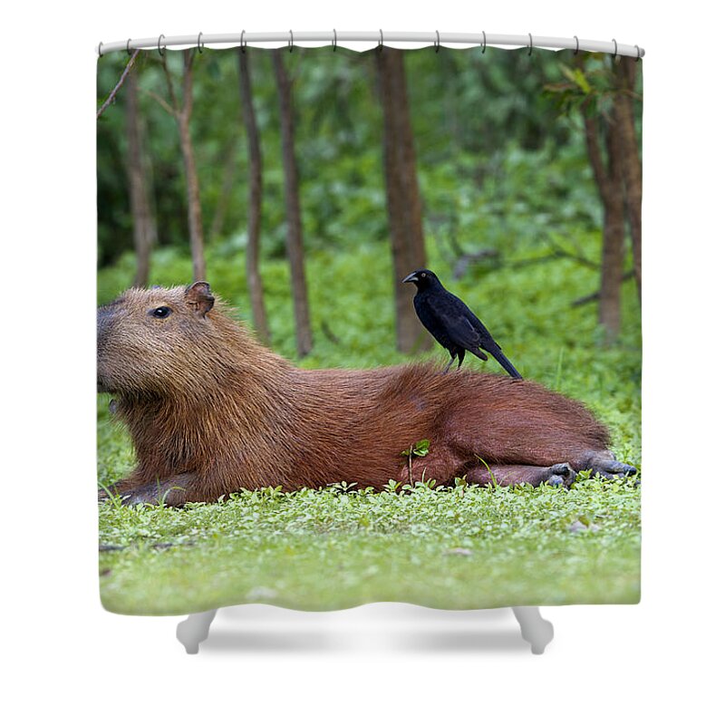 Capybara Shower Curtain featuring the photograph Capybara #1 by M. Watson