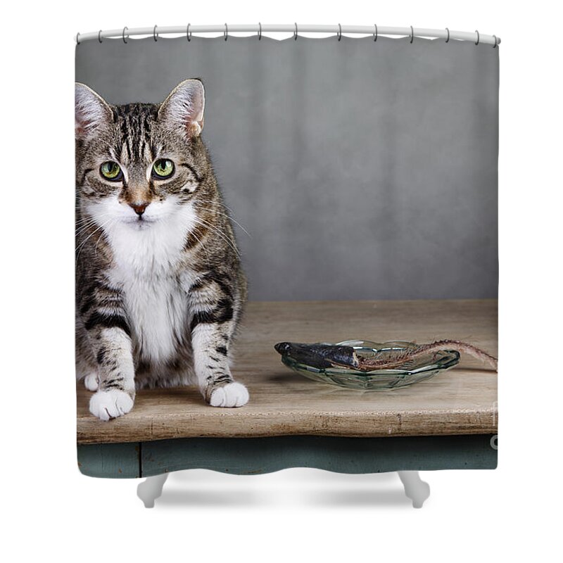 Cat Shower Curtain featuring the photograph Caught in the act by Nailia Schwarz