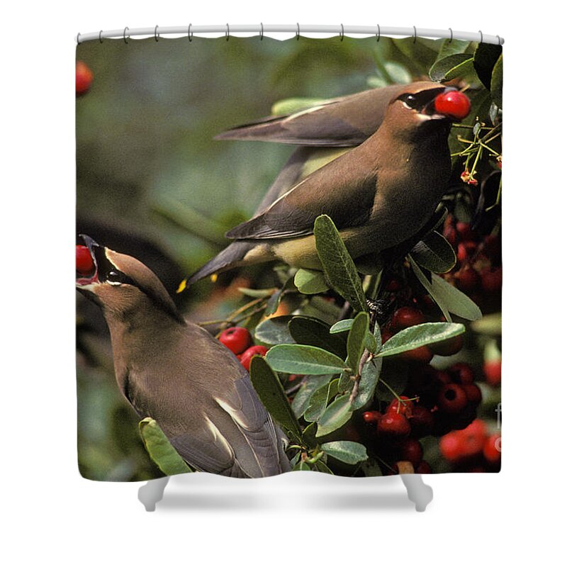 Fauna Shower Curtain featuring the photograph Cedar Waxwings Eating Berries #1 by Ron Sanford