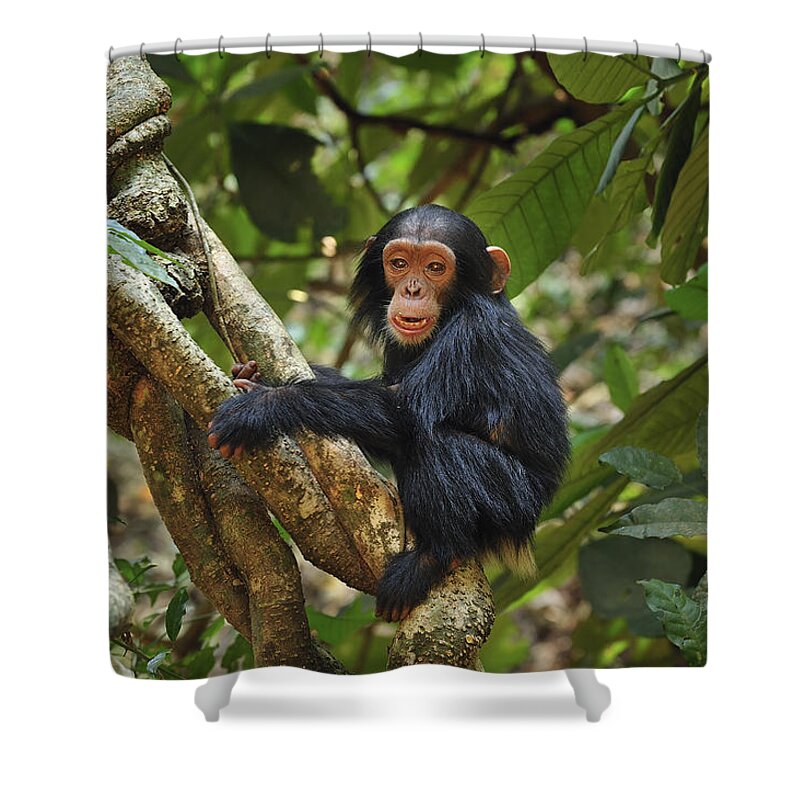 Thomas Marent Shower Curtain featuring the photograph Chimpanzee Baby On Liana Gombe Stream #1 by Thomas Marent