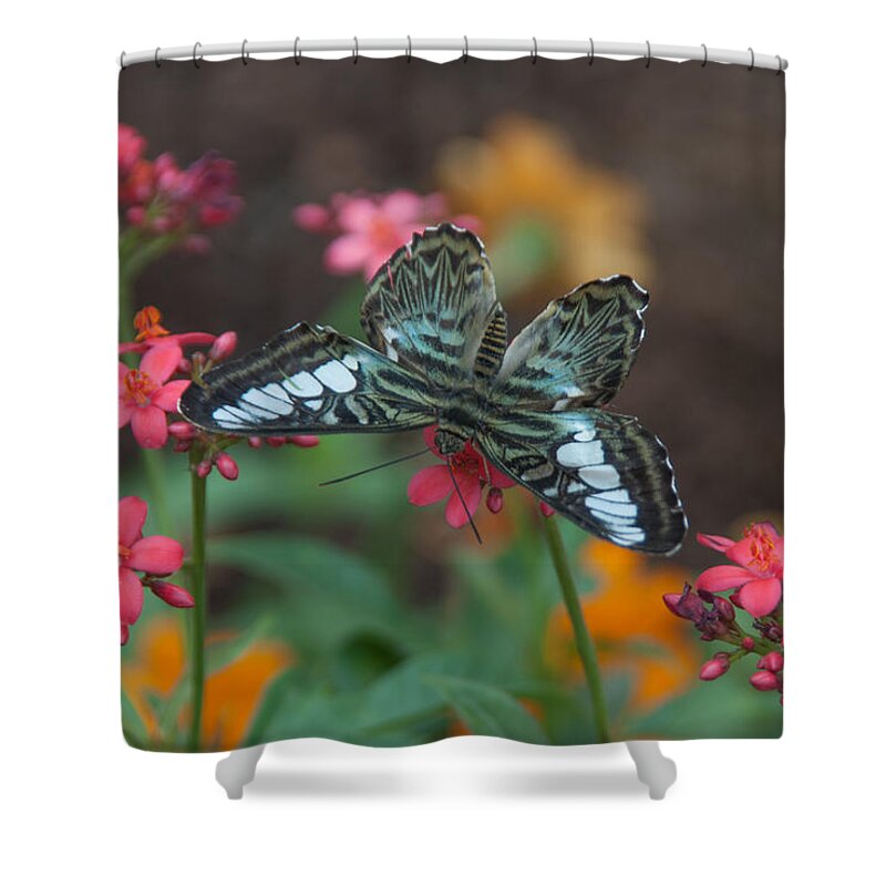 Clipper Shower Curtain featuring the photograph Clipper Butterfly 6150-052513-1cr by Tam Ryan