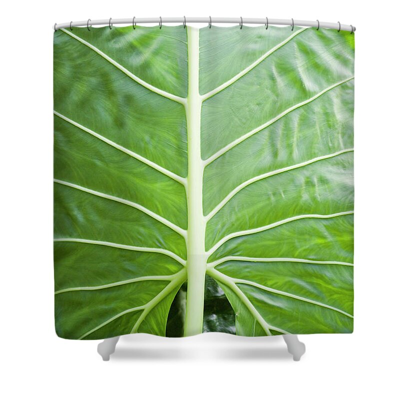 Agriculture Shower Curtain featuring the photograph Close Up Of A Taro Leaf On Molokai #1 by Jonathan Kingston