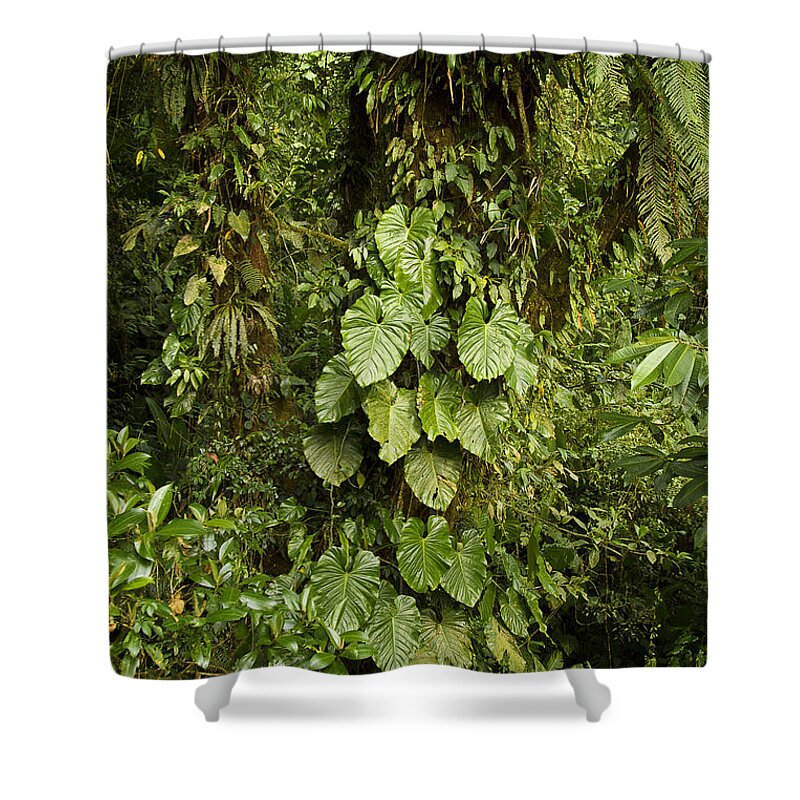 Costa Rica Shower Curtain featuring the photograph Costa Rica Rain Forest #1 by Carrie Cranwill