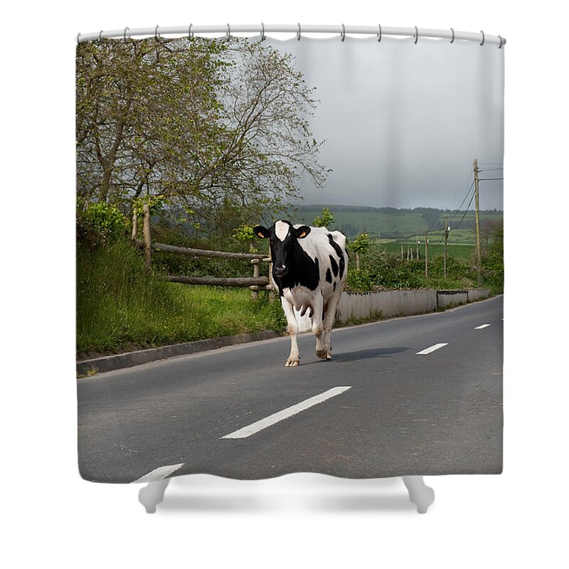 Agriculture Shower Curtain featuring the photograph Cow walks along country road #1 by Joseph Amaral