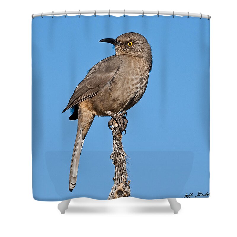 Animal Shower Curtain featuring the photograph Curve-Billed Thrasher by Jeff Goulden