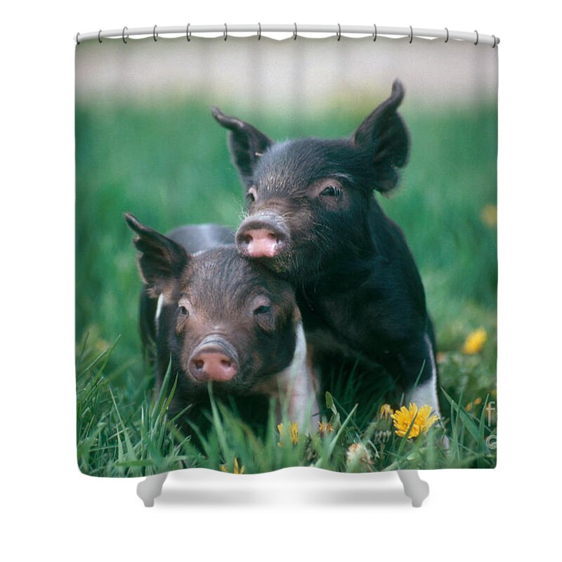 Nature Shower Curtain featuring the photograph Domestic Piglets by Alan Carey