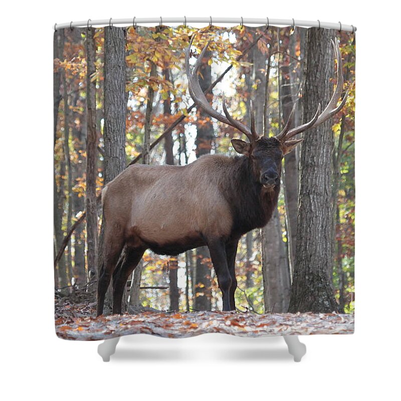 Bull Shower Curtain featuring the photograph Elk in the woods by Dwight Cook