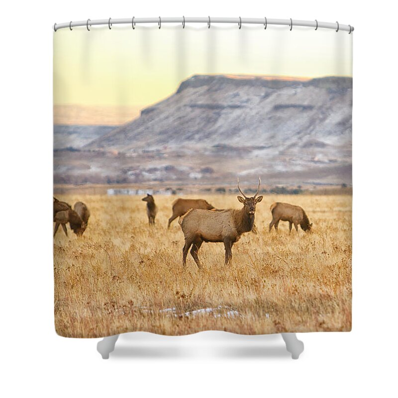 Elk Shower Curtain featuring the photograph Elk Herd Grazing Rocky Mountain Foothills by James BO Insogna