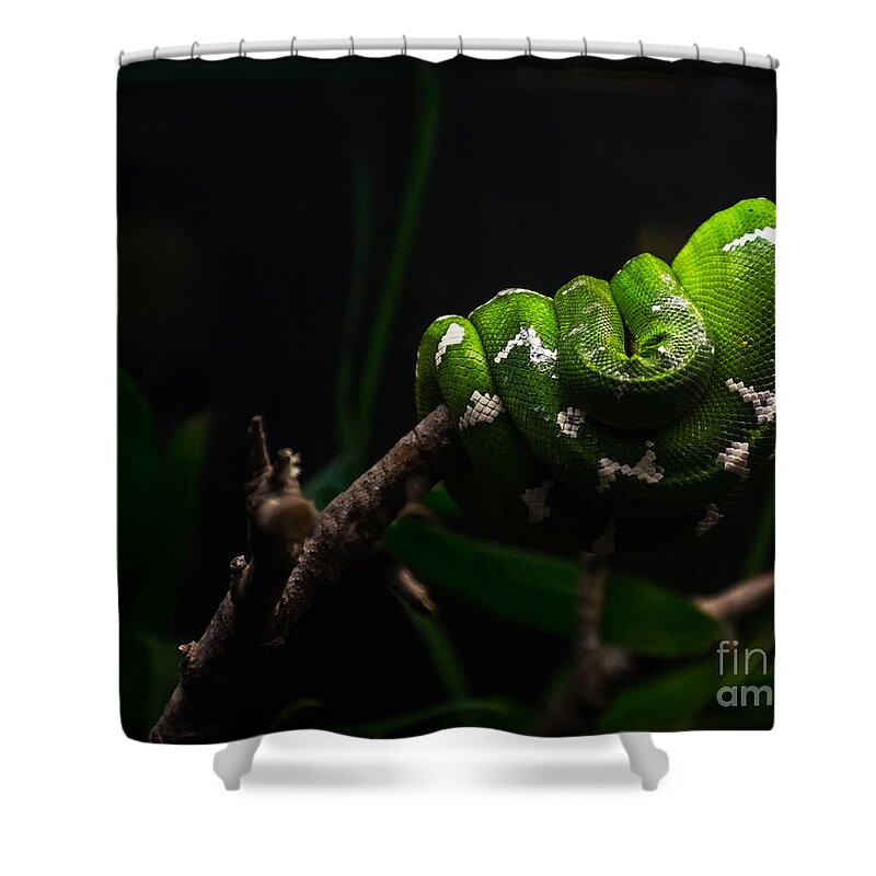 Emerald Tree Boa Shower Curtain featuring the photograph Emerald Tree Boa by Imagery by Charly