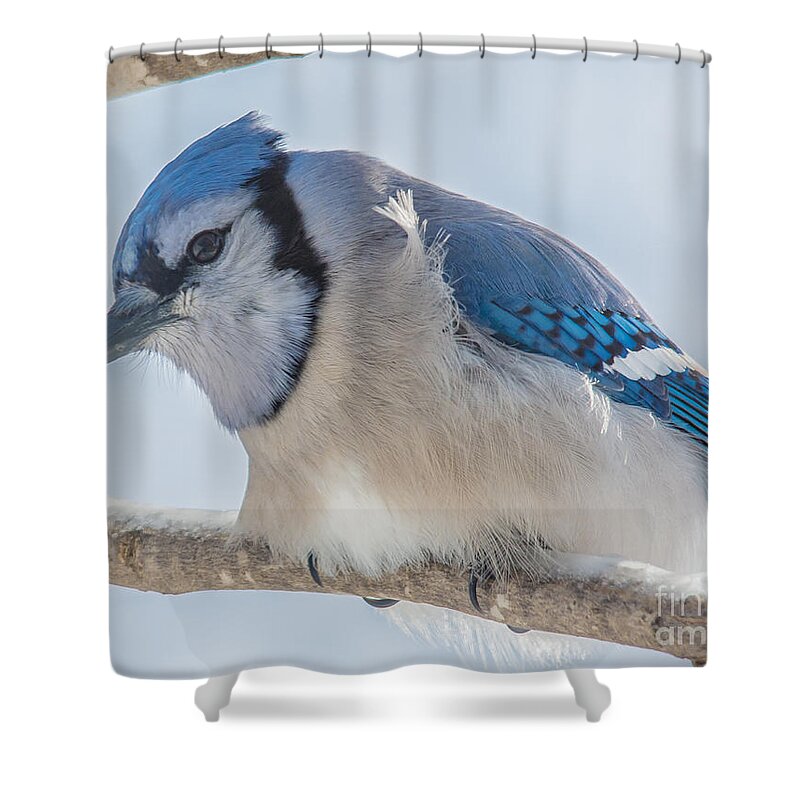 Bokeh Shower Curtain featuring the photograph Eye to eye #1 by Cheryl Baxter