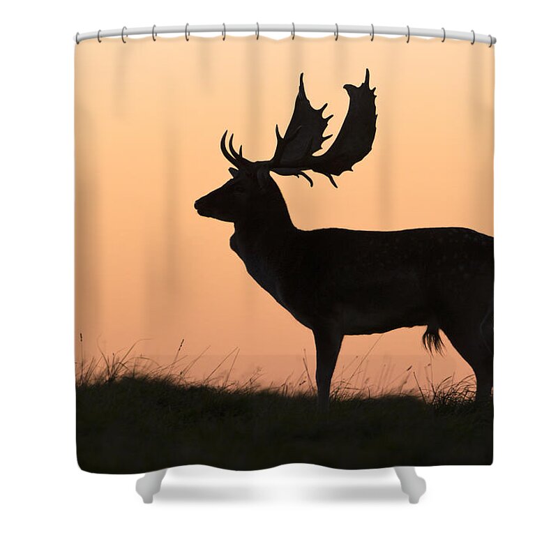 Feb0514 Shower Curtain featuring the photograph Fallow Deer Buck At Sunset Denmark #1 by Duncan Usher