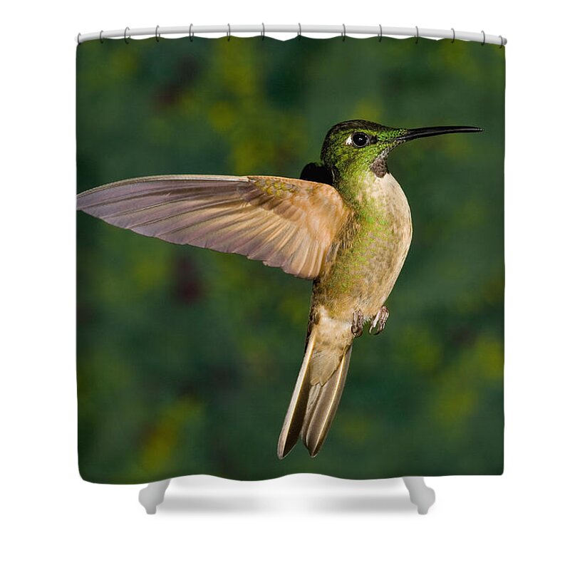 Feb0514 Shower Curtain featuring the photograph Fawn-breasted Brilliant Hummingbird #1 by Tom Vezo