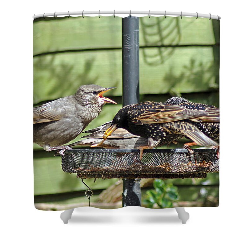 Starling Shower Curtain featuring the photograph Feeding Time #1 by Tony Murtagh