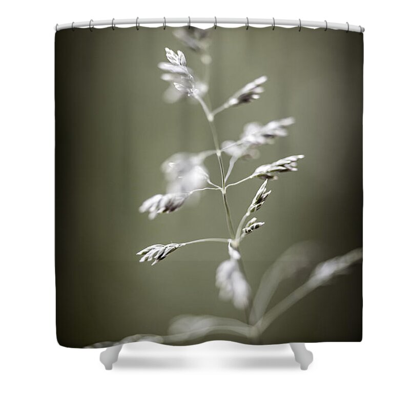Grass Shower Curtain featuring the photograph Flowering grass 2 by Elena Elisseeva