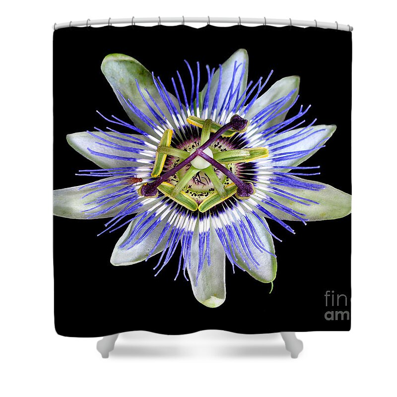 Passion Flower Shower Curtain featuring the photograph Fly's Passion by Jennie Breeze