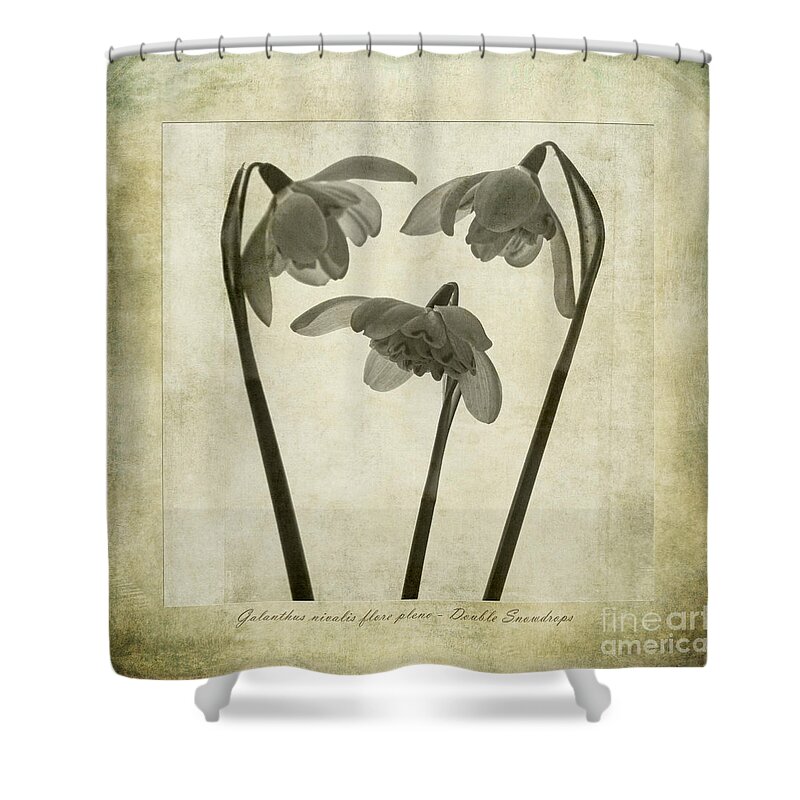 Double Snowdrops Shower Curtain featuring the photograph Galanthus nivalis flore pleno #2 by John Edwards