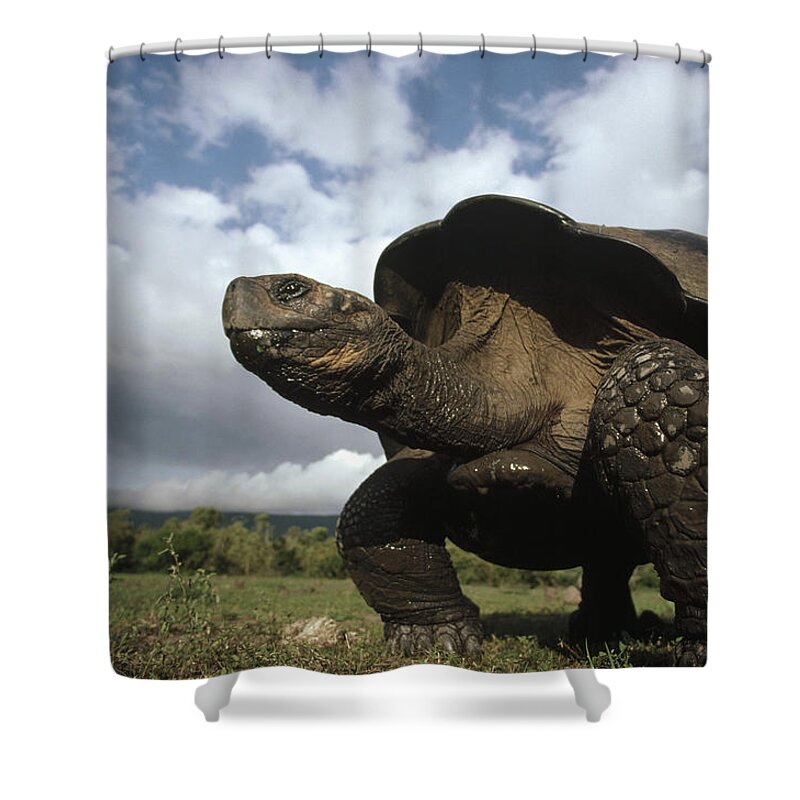 Feb0514 Shower Curtain featuring the photograph Galapagos Giant Tortoise Male Alcedo #1 by Tui De Roy