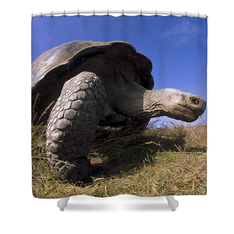 Feb0514 Shower Curtain featuring the photograph Galapagos Giant Tortoise On Alcedo #1 by Tui De Roy