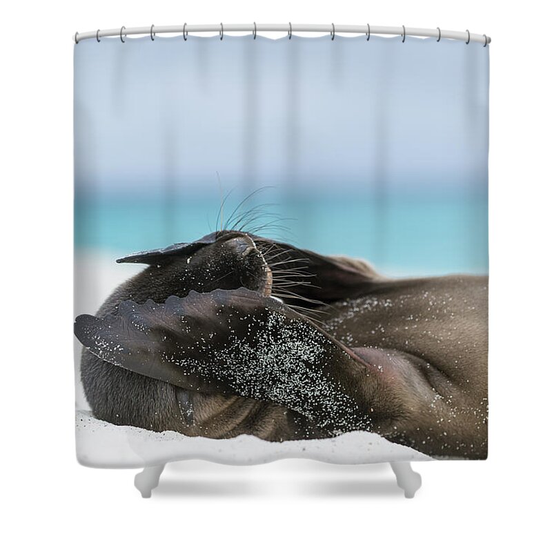 Tui De Roy Shower Curtain featuring the photograph Galapagos Sea Lion Pup Covering Face #1 by Tui De Roy