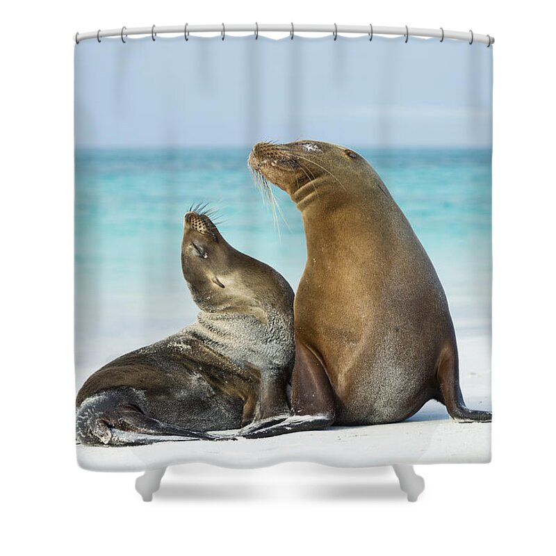 534086 Shower Curtain featuring the photograph Galapagos Sealion Pair On Beach #2 by Tui De Roy