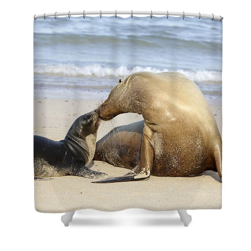 Galapagos Sea Lion Shower Curtain featuring the photograph Galapagos Sealions #1 by M. Watson