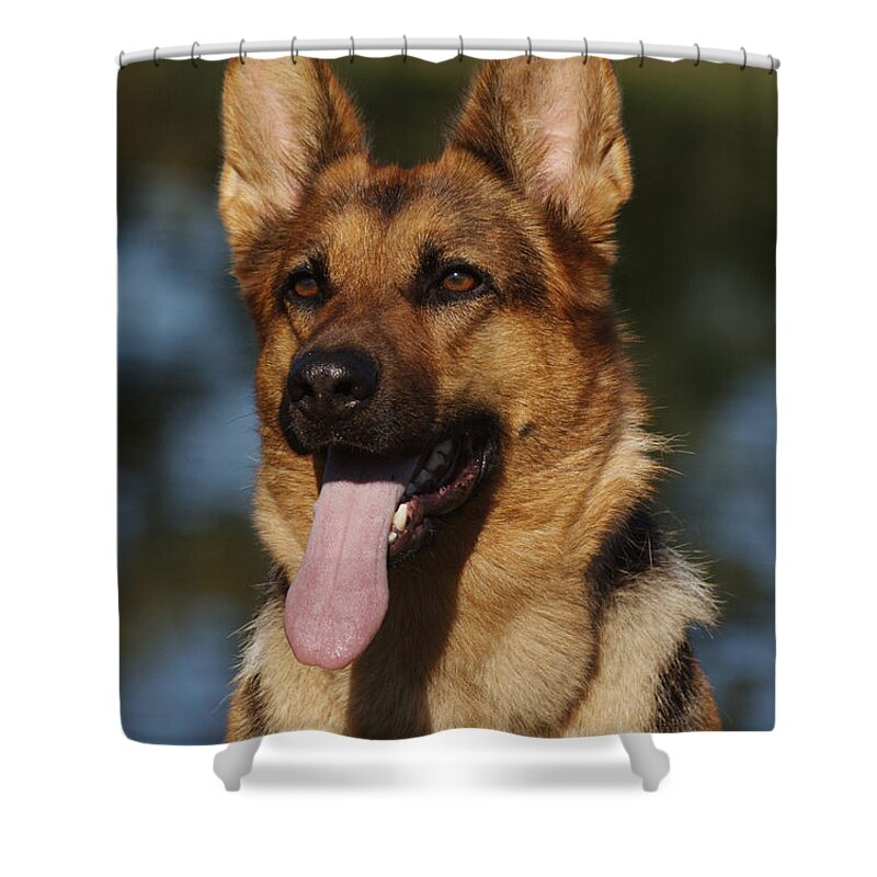 German Shepherd Shower Curtain featuring the photograph German Shepherd Dog #1 by Brinkmann/Okapia