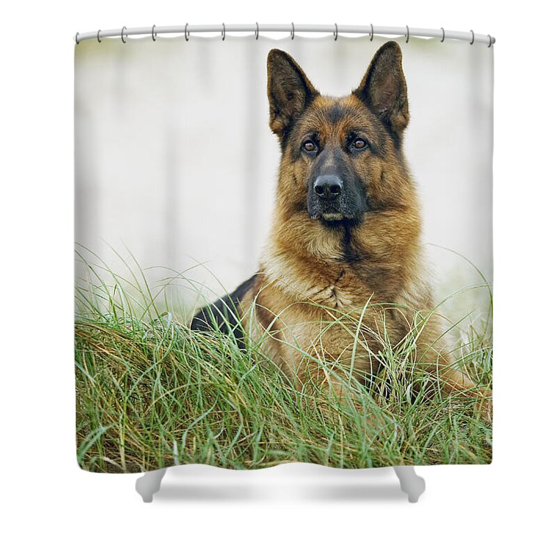 Dog Shower Curtain featuring the photograph German Shepherd Dog #1 by Jean-Michel Labat