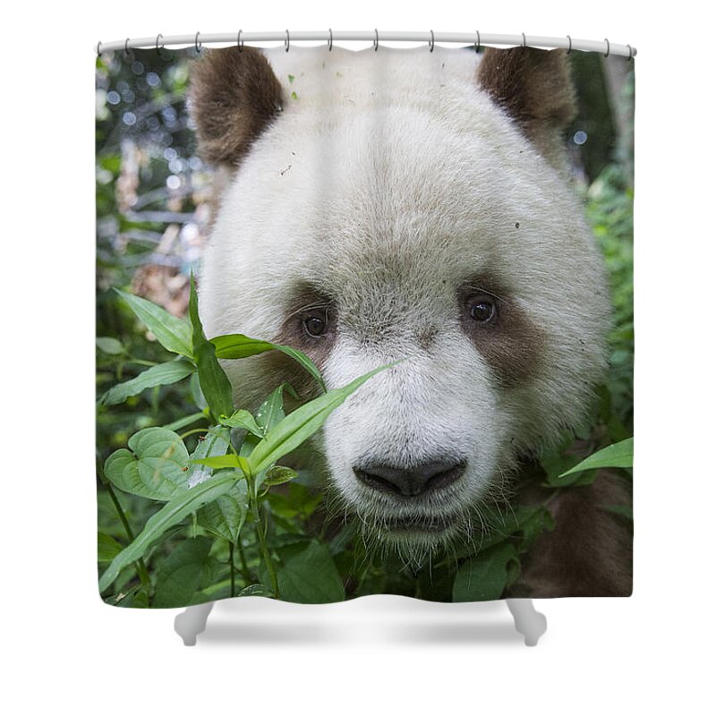 Katherine Feng Shower Curtain featuring the photograph Giant Panda Brown Morph China by Katherine Feng