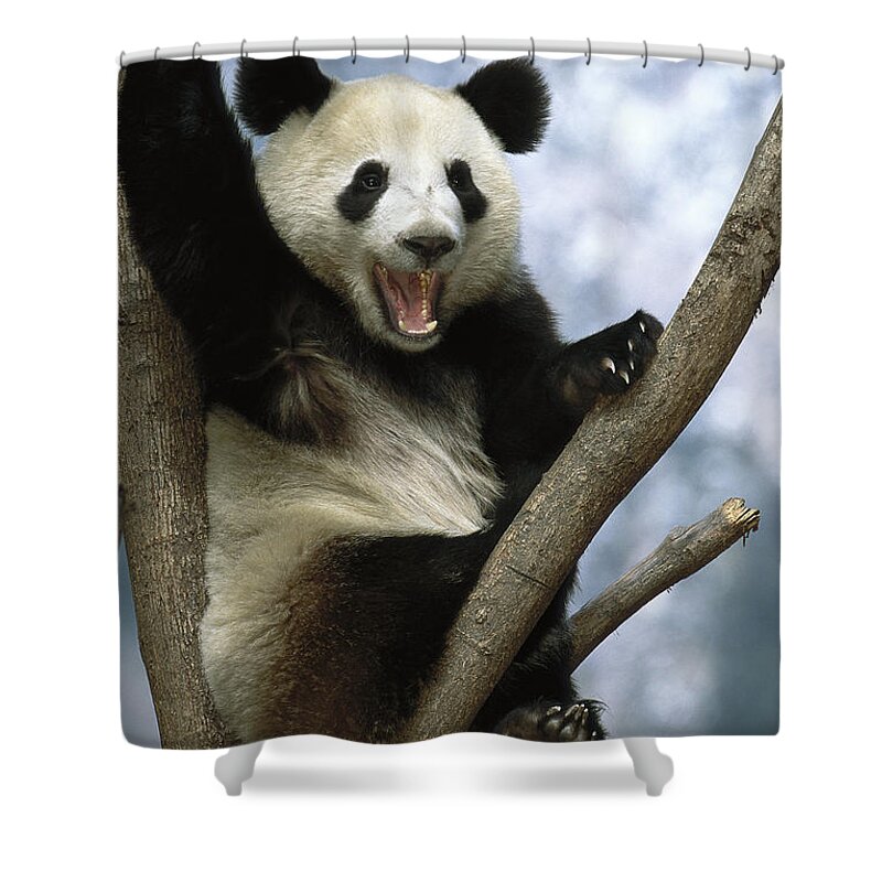 Feb0514 Shower Curtain featuring the photograph Giant Panda Wolong Valley China #1 by Pete Oxford