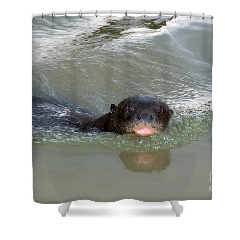 Giant River Otter Shower Curtain featuring the photograph Giant River Otter #1 by Gregory G. Dimijian, M.D.