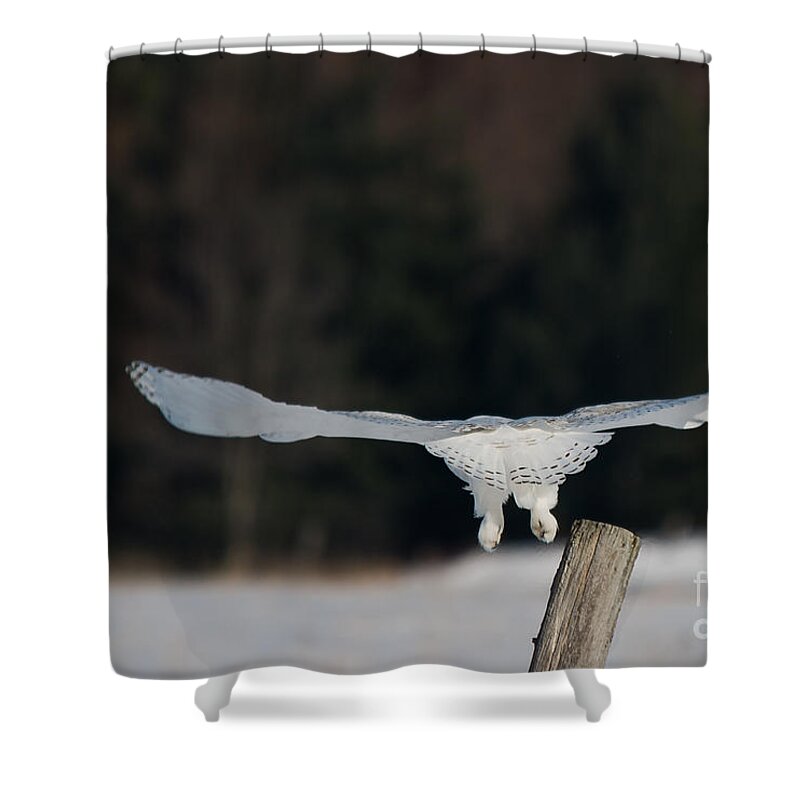 Snowy Owl Shower Curtain featuring the photograph Gliding Snowy #1 by Cheryl Baxter
