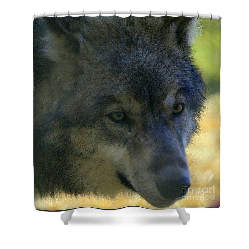Wolf Shower Curtain featuring the photograph Gray Wolf by Neal Eslinger