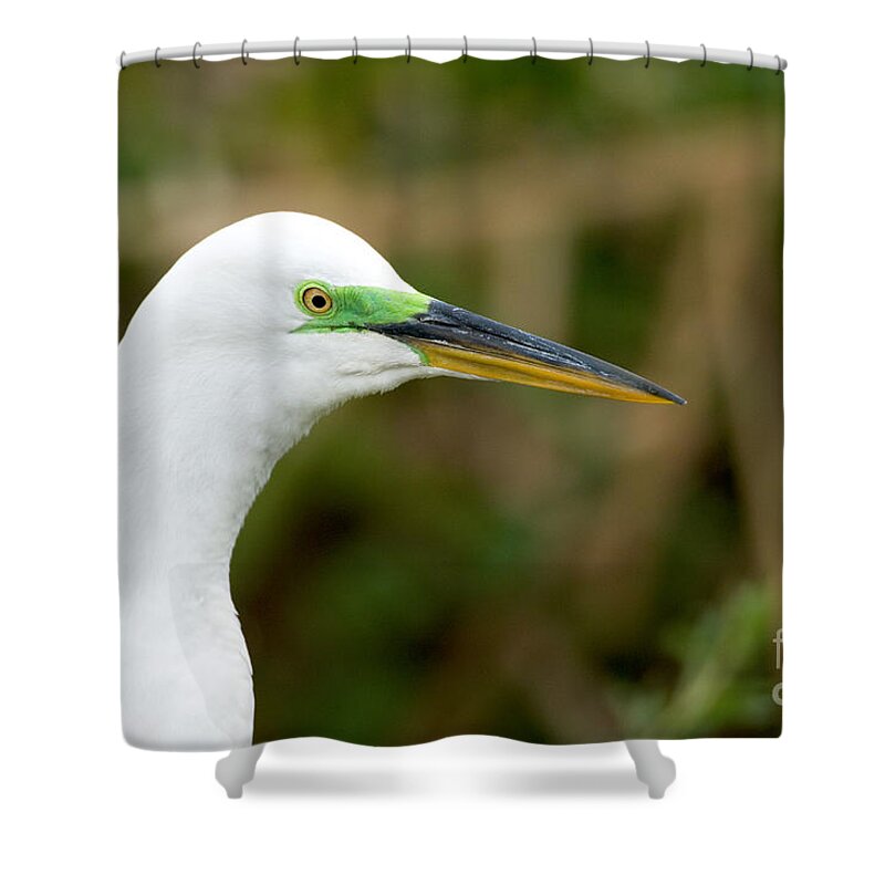 Portrait Shower Curtain featuring the photograph Great Egret #1 by Anthony Mercieca
