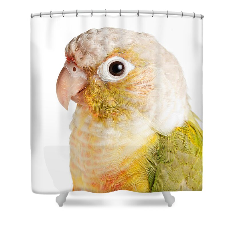 Green-cheeked Conure Shower Curtain featuring the photograph Green-cheeked Conure Pineapple P #1 by David Kenny