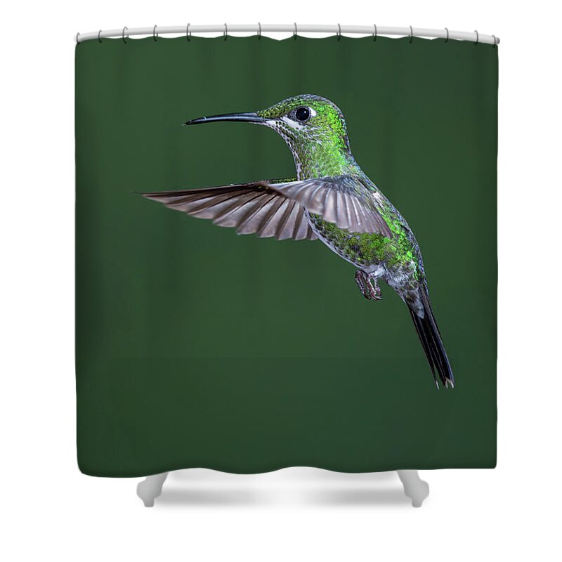 Animal Themes Shower Curtain featuring the photograph Green-crowned Brilliant Hummingbird #1 by Michael Mike L. Baird Flickr.bairdphotos.com