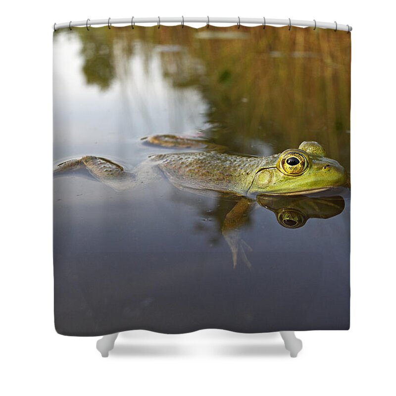 Feb0514 Shower Curtain featuring the photograph Green Frog Nova Scotia Canada #1 by Scott Leslie