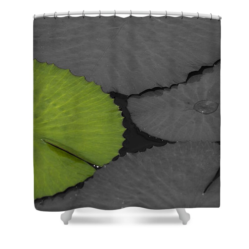 Water_lily Shower Curtain featuring the photograph Green Water Lily Leaf Splash Color by Heiko Koehrer-Wagner