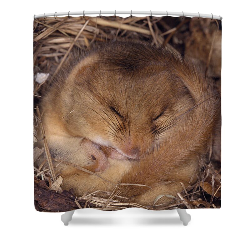 Hazel Dormouse Shower Curtain featuring the photograph Hibernating Dormouse #1 by M. Watson