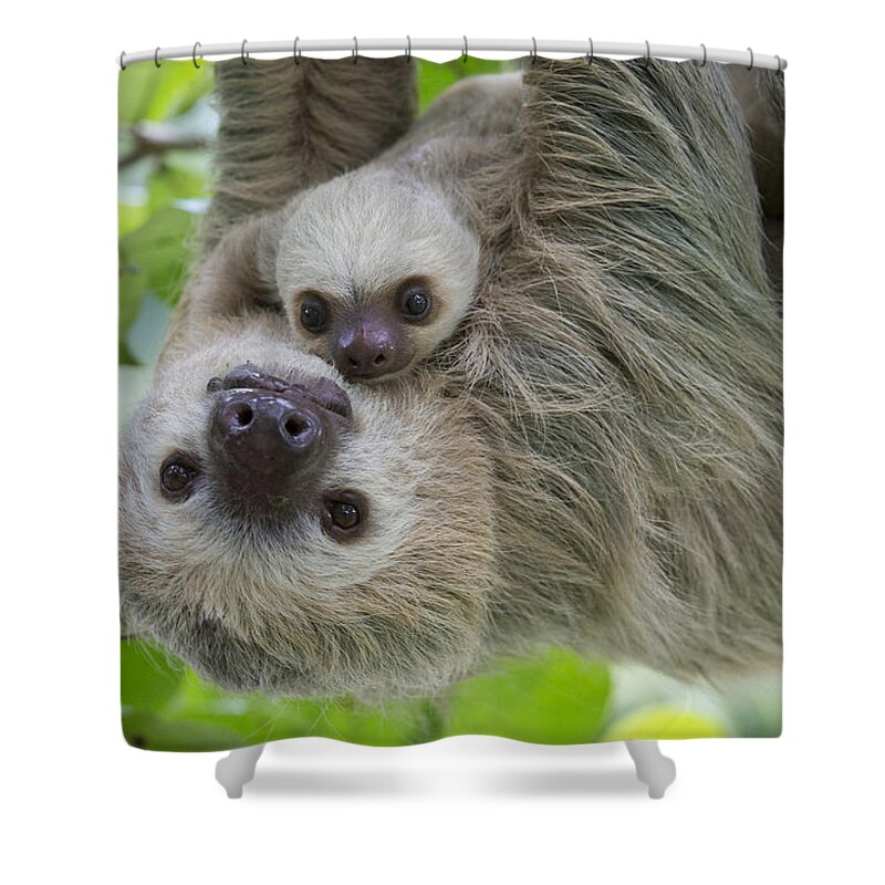 Suzi Eszterhas Shower Curtain featuring the photograph Hoffmanns Two-toed Sloth And Old Baby #1 by Suzi Eszterhas